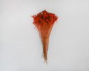 Bundle of dried natural broom bloom flowers in vibrant orange, wholesale bulk bunches.