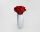 Bulk dried natural broom bloom flowers in vibrant red, arranged in a tall white vase.