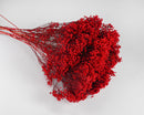 Bulk dried natural broom bloom flowers in vibrant red, wholesale 15 bunches.bundle.