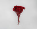 Bundle of dried natural broom bloom flowers in deep red, wholesale bulk bunches.