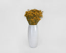 Bulk dried natural broom bloom flowers in yellow arranged in white ceramic vase.