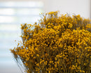 Bulk dried natural broom bloom flowers with small yellow blossoms in a wholesale bunch.