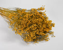 Bulk natural dried broom bloom flowers in vibrant yellow, bundled stems for wholesale arrangements.