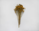 Bulk dried natural broom bloom flowers with slender stems in yellow tones.