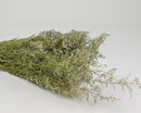 Bundle of natural dried caspia flowers with delicate green stems, sold wholesale in bulk.