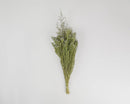 Natural dried Caspia flower bunch with delicate green stems, wholesale bulk arrangement.