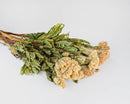 Natural dried Celosia Coxcomb in cream color with green stems, wholesale bulk bunches.