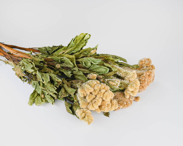 Dried Celosia Coxcomb Flowers - Cockscomb