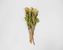 Natural dried Celosia Coxcomb bunch with cream-colored blooms and green stems, ideal for wholesale bulk arrangements.