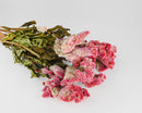Bulk dried natural Celosia Coxcomb flowers in rose color with green stems and leaves.