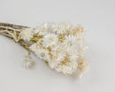 Bundle of natural white dried Helichrysum everlasting flowers with stems, bulk wholesale bouquet.