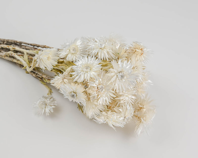 Dried Everlasting Flowers - Natural Helichrysum