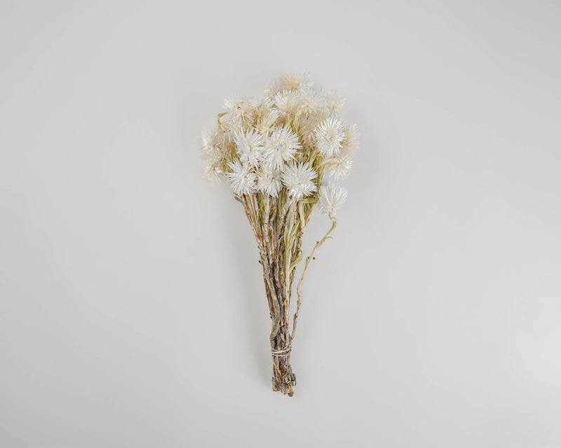 Dried Everlasting Flowers - Natural Helichrysum