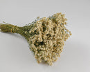 Bundle of dried natural Pearly Everlasting flowers tied with twine, wholesale bulk bunch.