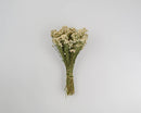 Small natural dried Pearly Everlasting bunch tied with twine, ideal for wholesale bulk arrangements.