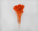 Bright orange dried blooms bunch with slender stems, natural and wholesale bulk bouquet.