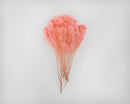 Dried natural bleached broom bunch with soft coral-pink hues, wholesale bulk bouquet.