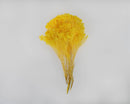 Bundle of bleached yellow dried blooms with natural stems, wholesale bulk arrangement.