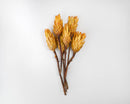 Bundle of dried natural Protea Repens flowers in yellow with brown stems, wholesale bulk arrangement.
