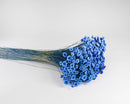 Bulk dried natural starflower bunch with vibrant blue petals and long stems.