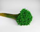 Bright green dried star flower bunch with natural stems, sold wholesale in bulk.