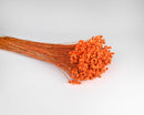 Bundle of dried natural starflower stems dyed bright orange, sold wholesale in bulk.