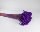 Bulk dried natural starflower bunch with vibrant purple petals and slender stems.
