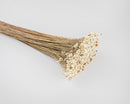 Bundle of natural white dried starflower with long, slender stems, bulk wholesale bunches.