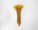 Bundle of dried natural starflower bunches in vibrant yellow, perfect for wholesale bulk arrangements.