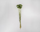 Natural dried yarrow flower bunch with green stems for wholesale bulk arrangements.