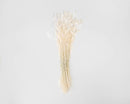 Bundle of bleached blond dried bunny tails grass, natural bulk bunch for wholesale arrangements.