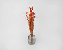 Bulk dried Phalaris grass in burnt oak color arranged in clear glass vase.