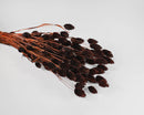 Bulk dried Phalaris grass bunches in rich chocolate brown with natural stems.