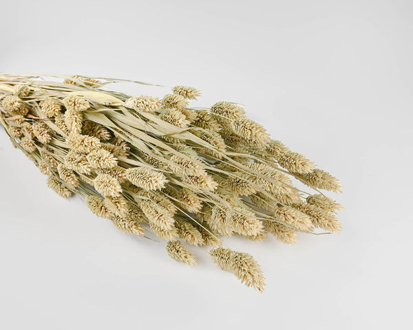 Dried Phalaris Grass