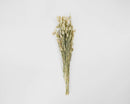 Bundle of natural dried Phalaris grass with beige seed heads, ideal for wholesale bulk decor.