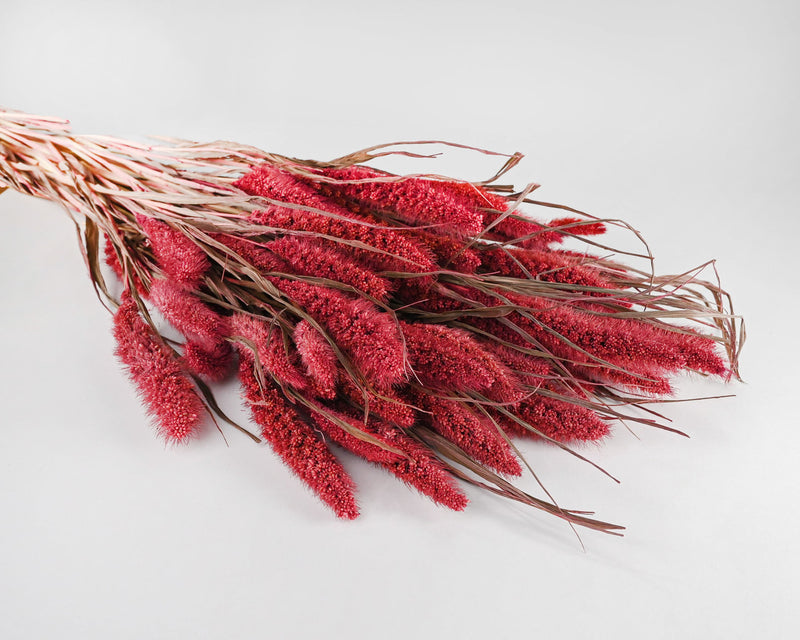 Dried Seteria Grass | Color Options Available