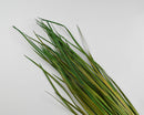 Bulk natural dried wild grass bunches in green tones for wholesale decor.