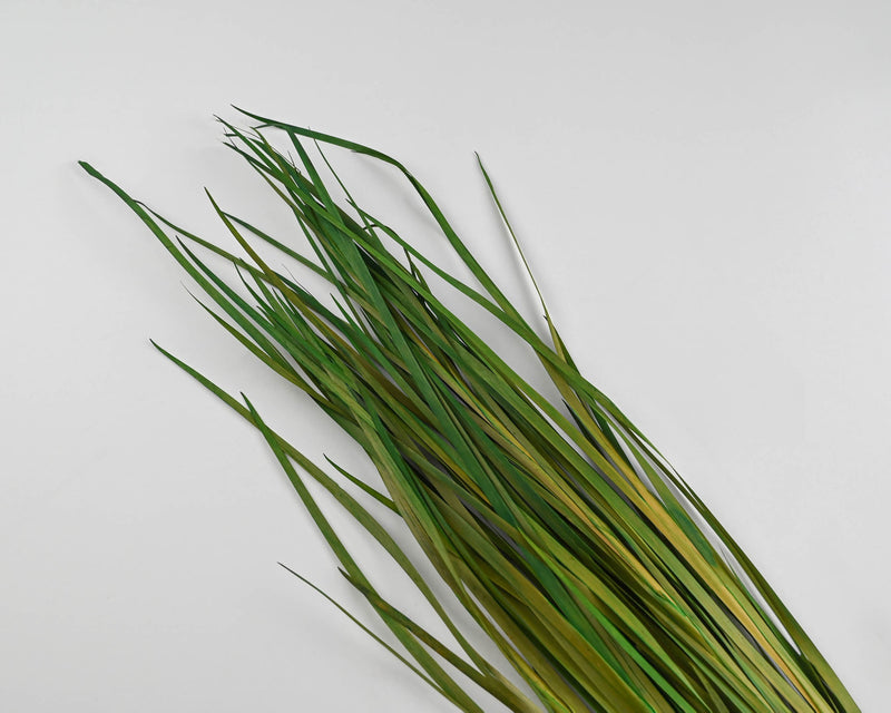 Ornamental Wild Grass (Dried Wild Grass)