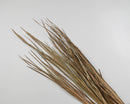 Bundle of natural dried ornamental wild grass in bulk wholesale quantity.