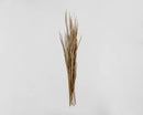 Bundle of dried natural ornamental wild grass in bulk with slender stems and seed heads against a gray background.