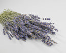 A bunch of dried Super Blue Royal Velvet Lavender with dark purple flowers and yellow-green stalks against a white background.