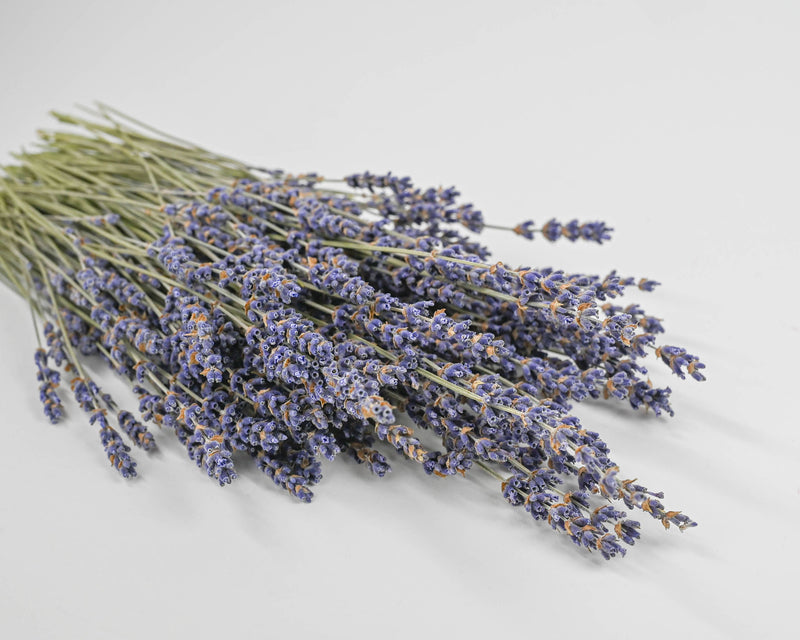 Super Blue Royal Velvet Lavender Bunch | 20 Bunches | Super Blue