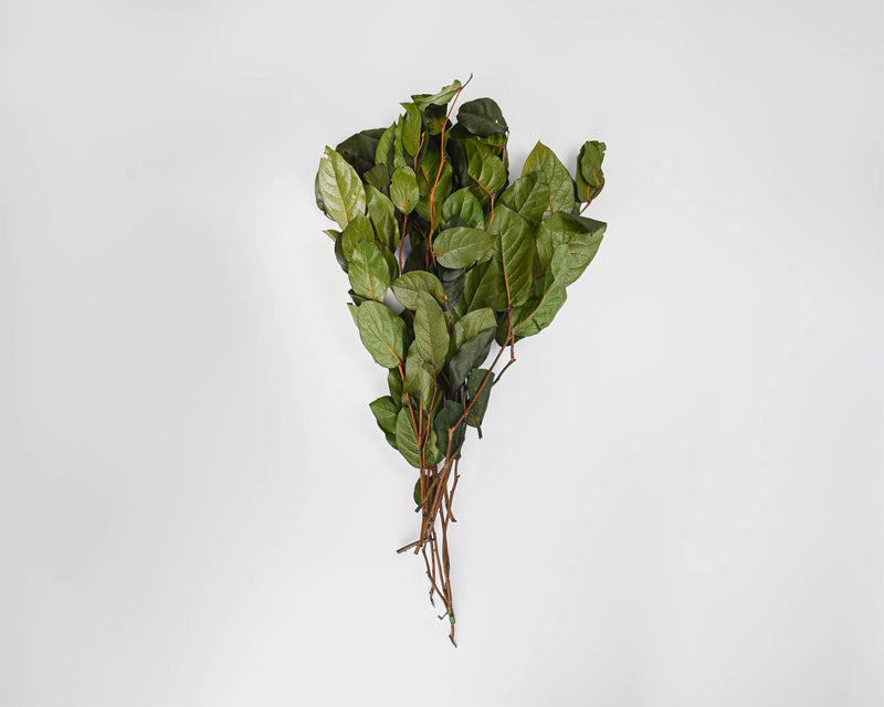 Preserved Lemon Leaf (Salal)