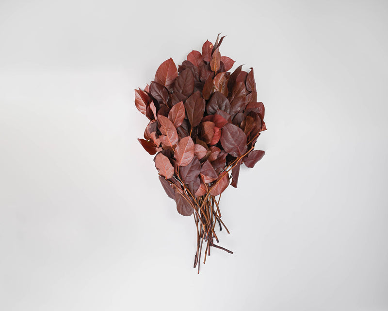 Preserved Lemon Leaf (Salal)