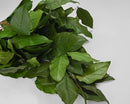 Bulk preserved lemon leaves in natural hunter green, dried and fresh-looking foliage for wholesale use.