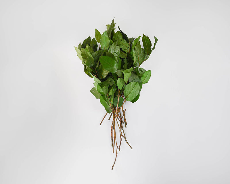 Preserved Lemon Leaf (Salal)