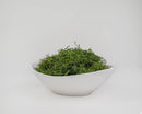 Natural green dried Spanish moss in a white bowl, bulk wholesale decorative greenery.