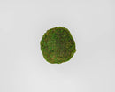 Natural dried moss ball with a textured green surface, sold wholesale in bulk sizes.