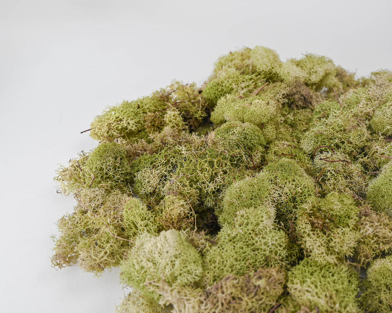 Terrain Preserved Reindeer Moss