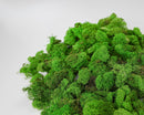 Bulk dried natural reindeer moss in vibrant spring green color, wholesale 12-bag case.